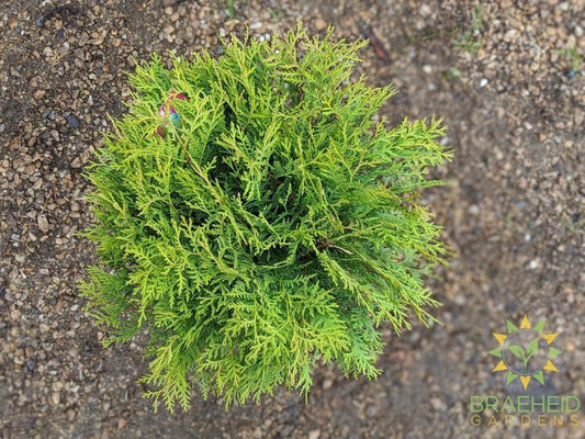 Globe Cedar