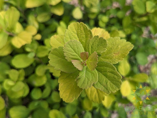 Glow Girl® Birchleaf Spirea