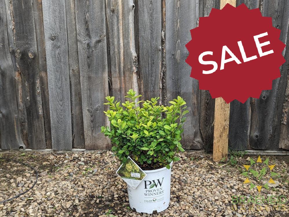 Glow Girl® Birchleaf Spirea