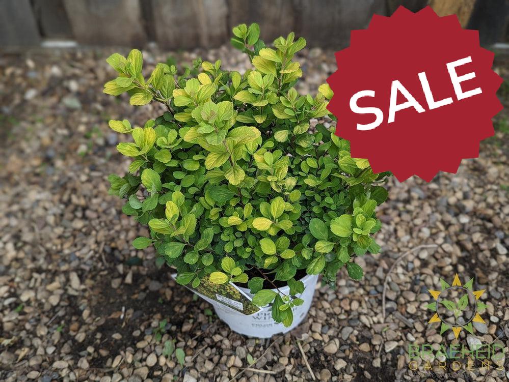 Glow Girl® Birchleaf Spirea
