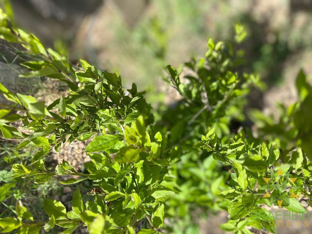Buy Goji Berry an Edible Shrub in Grande Prairie Alberta - Braeheid Gardens Ltd.