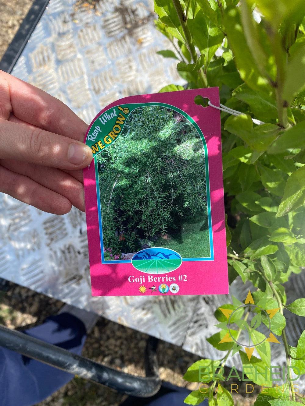 Buy Goji Berry an Edible Shrub in Grande Prairie Alberta - Braeheid Gardens Ltd.