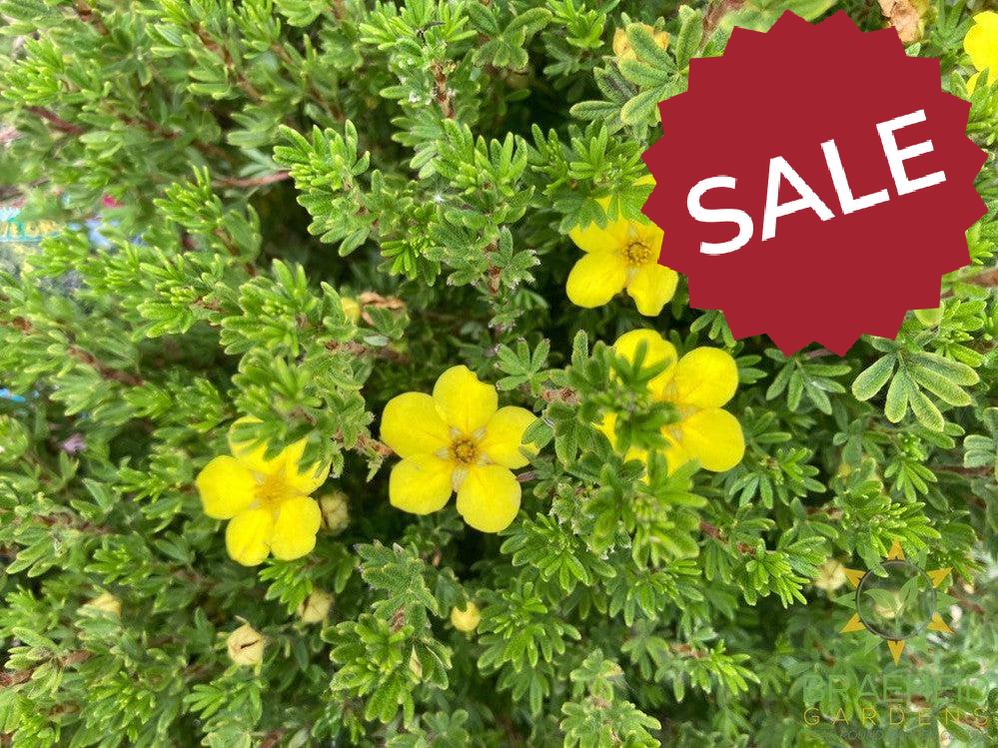 Gold Drop Potentilla