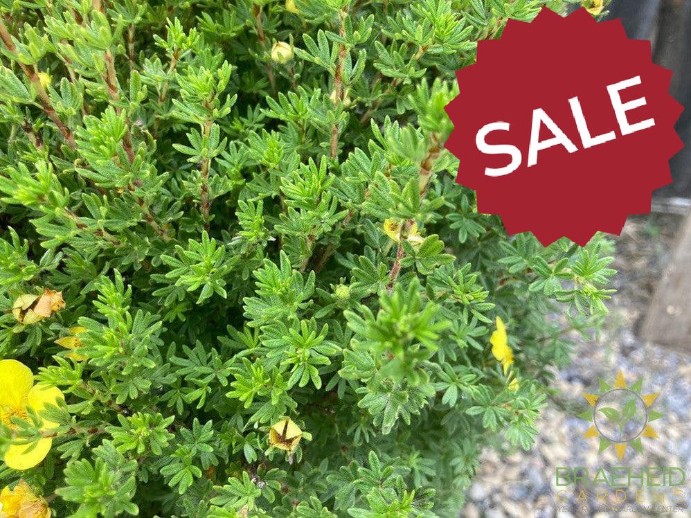 Gold Drop Potentilla