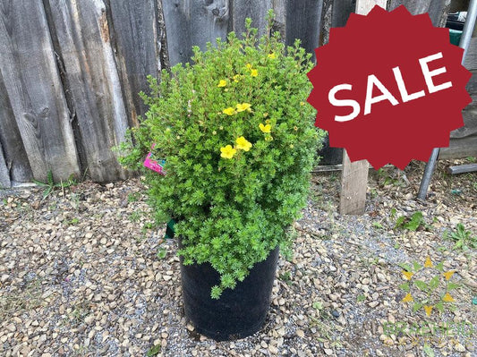 Gold Drop Potentilla