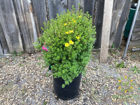Gold Drop Potentilla
