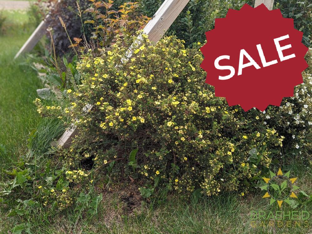 Gold Drop Potentilla