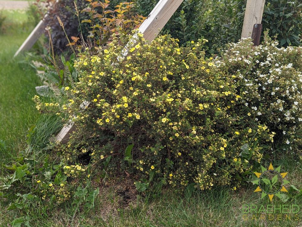 Gold Drop Potentilla