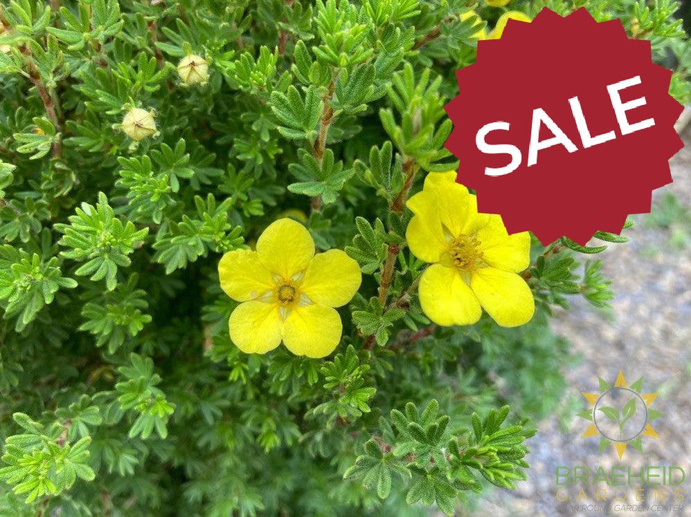 Gold Drop Potentilla