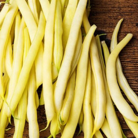 Goldrush Bush Bean