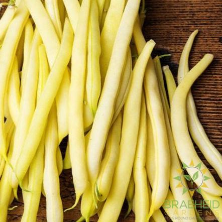 Goldrush Bush Bean