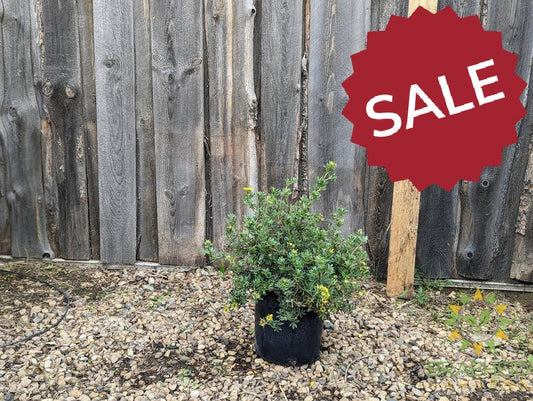 Gold Star Potentilla