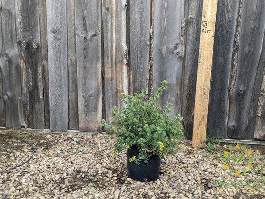 Gold Star Potentilla