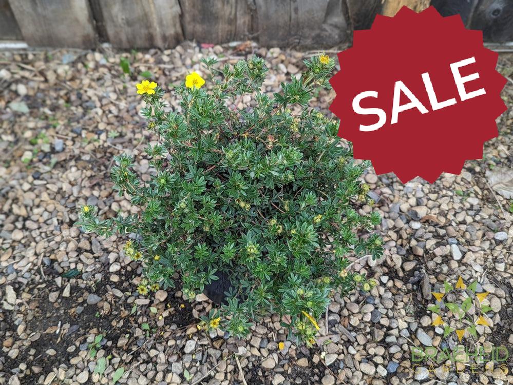 Gold Star Potentilla