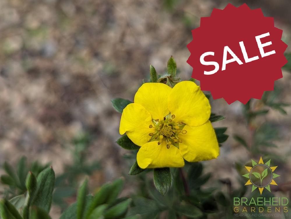 Gold Star Potentilla