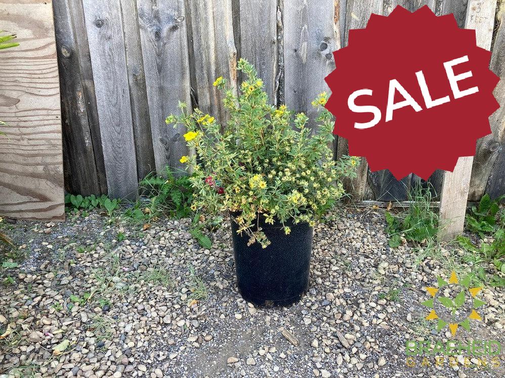 Gold Star Potentilla