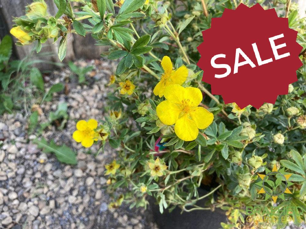 Gold Star Potentilla