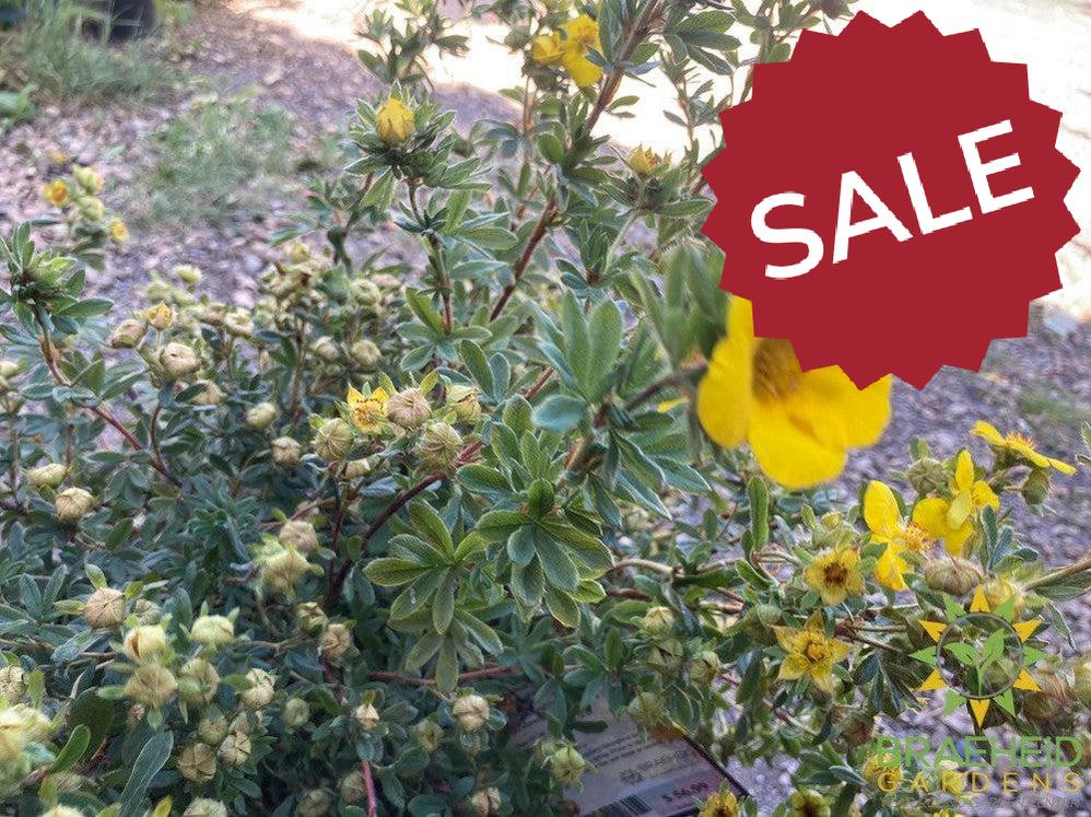 Gold Star Potentilla