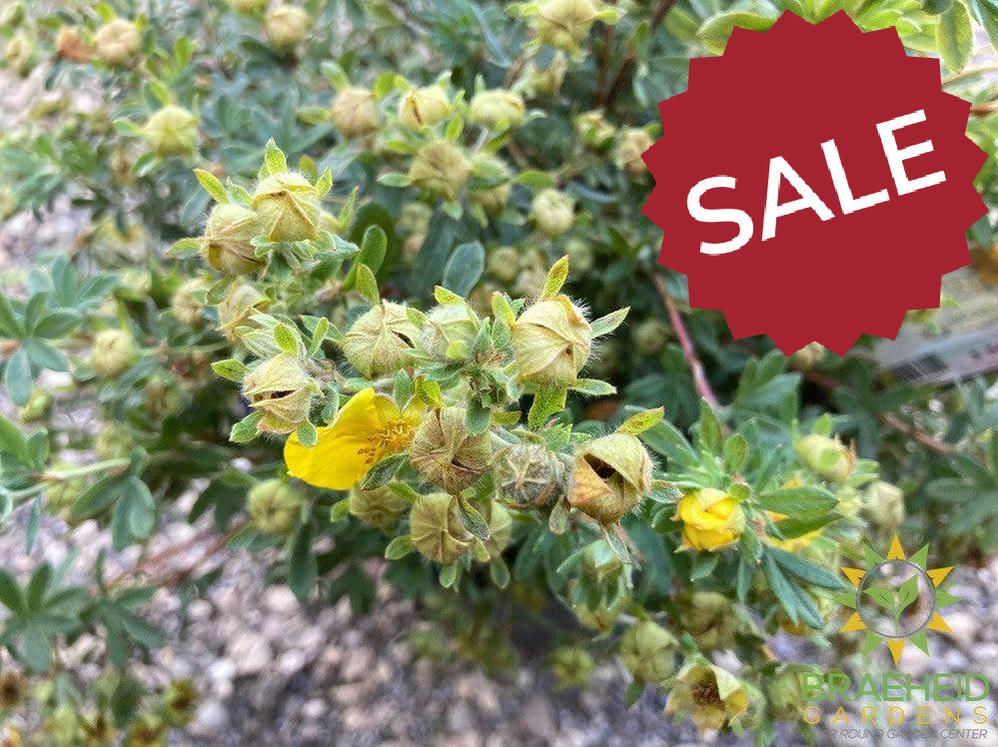 Gold Star Potentilla