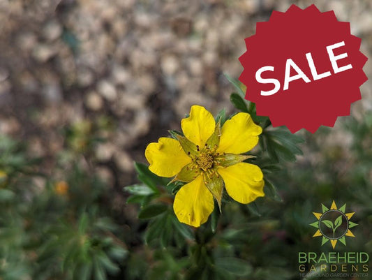 Gold Star Potentilla