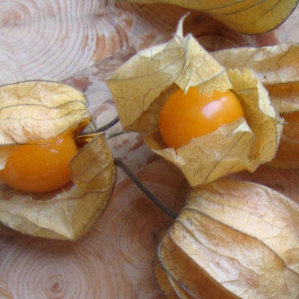 Golden Berry (Ground Cherry)
