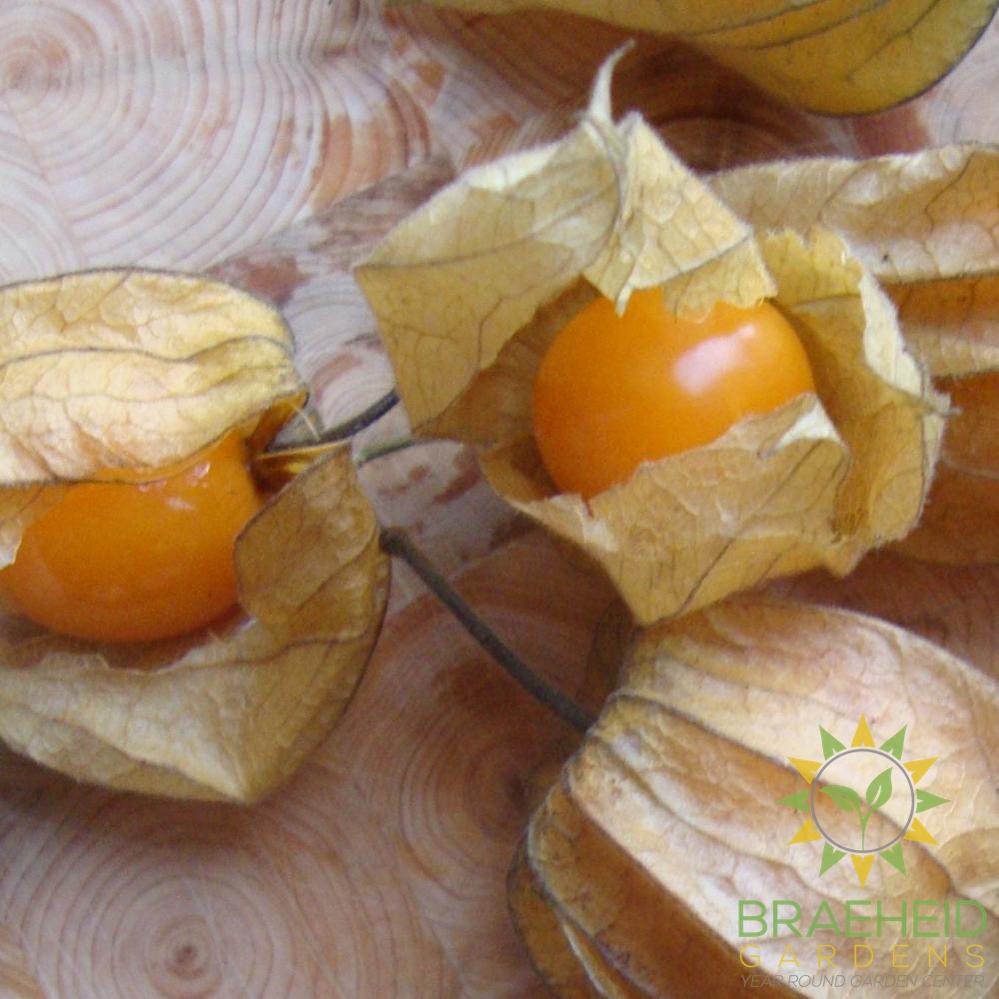 Golden Berry (Ground Cherry)
