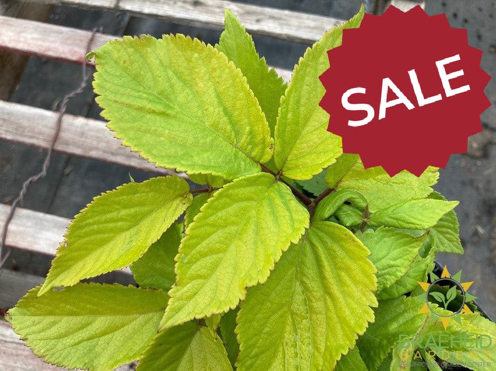 Golden Japanese Spikenard