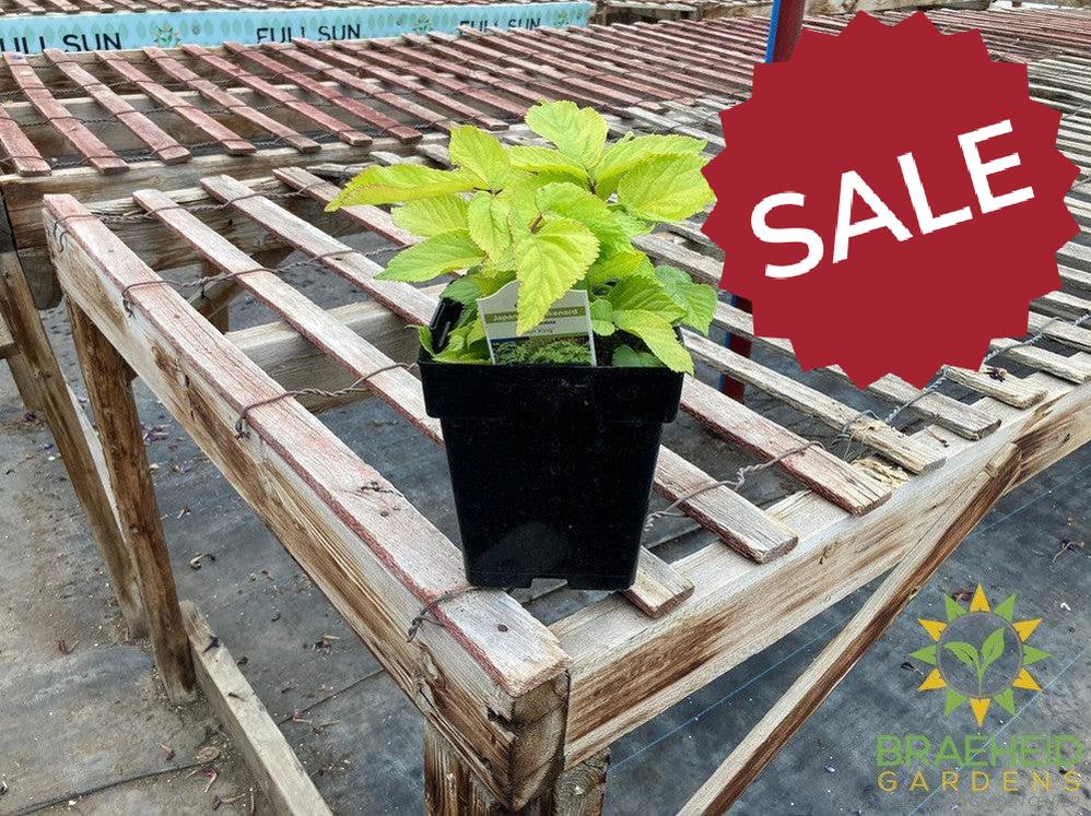 Golden Japanese Spikenard