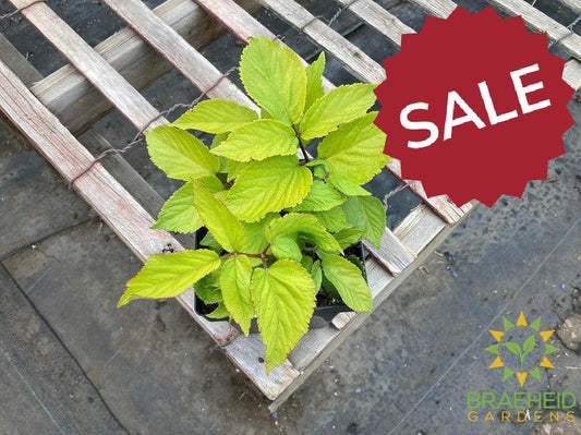 Golden Japanese Spikenard