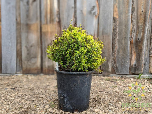 Golden Nugget Barberry