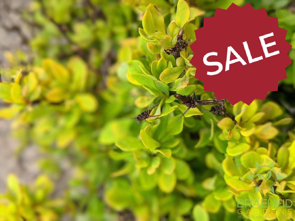 Golden Nugget Barberry