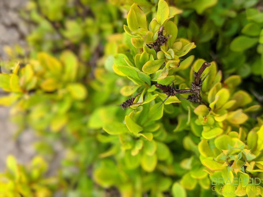 Golden Nugget Barberry