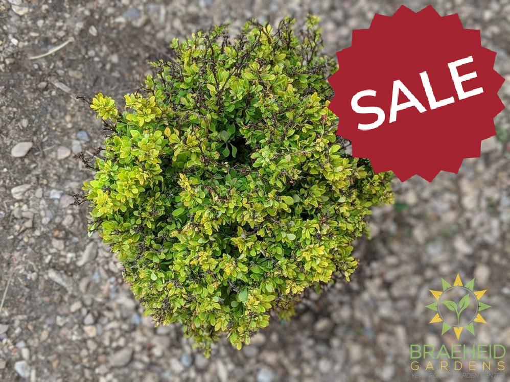 Golden Nugget Barberry