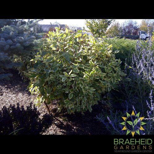 Golden Variegated Dogwood