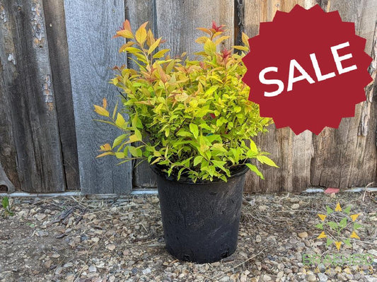 Goldflame Spirea