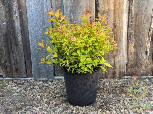 Goldflame Spirea