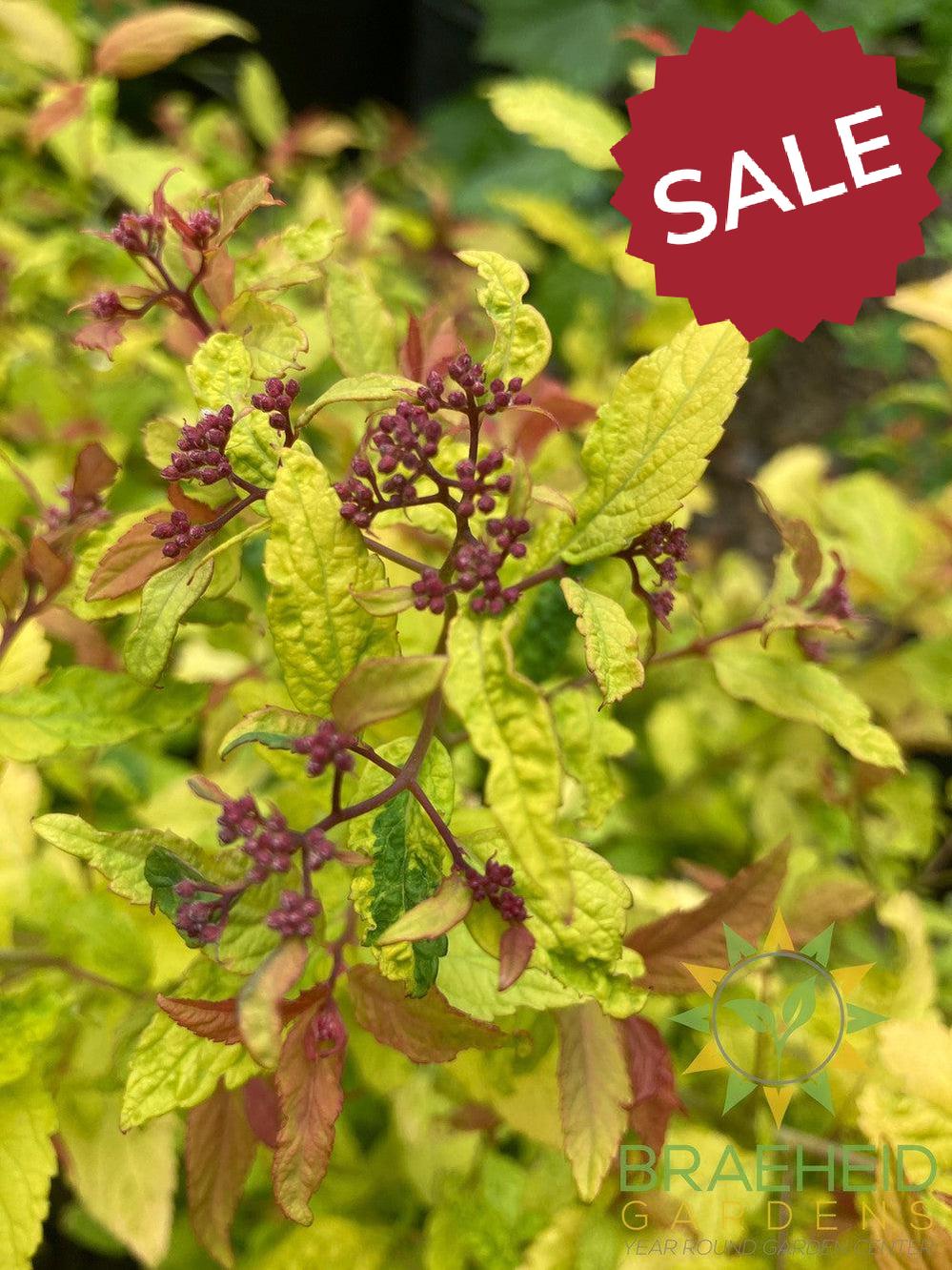 Goldflame Spirea