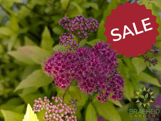 Goldflame Spirea