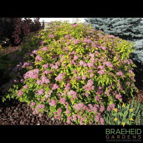 Goldmound Spirea - NO SHIP