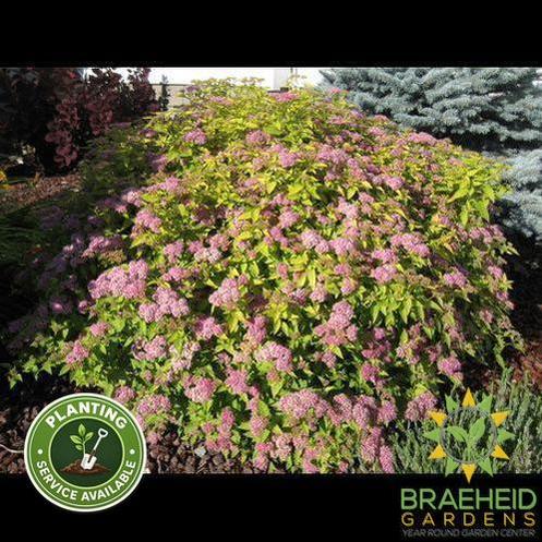 Goldmound Spirea - NO SHIP