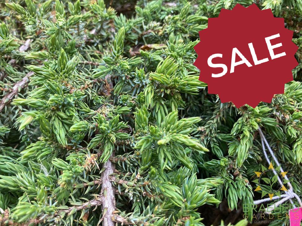 Green Carpet Juniper