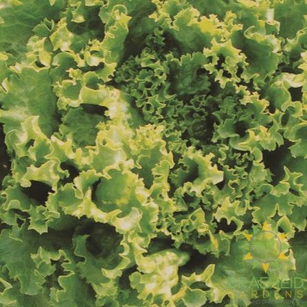 Green Curled Lettuce