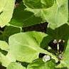 Green Orach