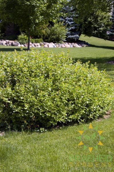 Gro-Low Fragrant Sumac