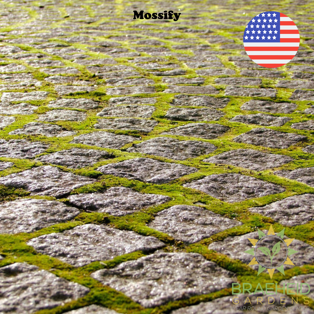 Growable Moss for the Sun