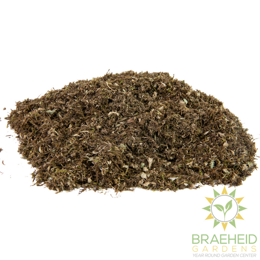 Native Boreal Mix Growable Moss for the Sun