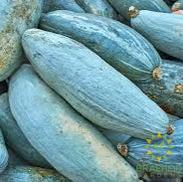 Guatemalan Blue Squash