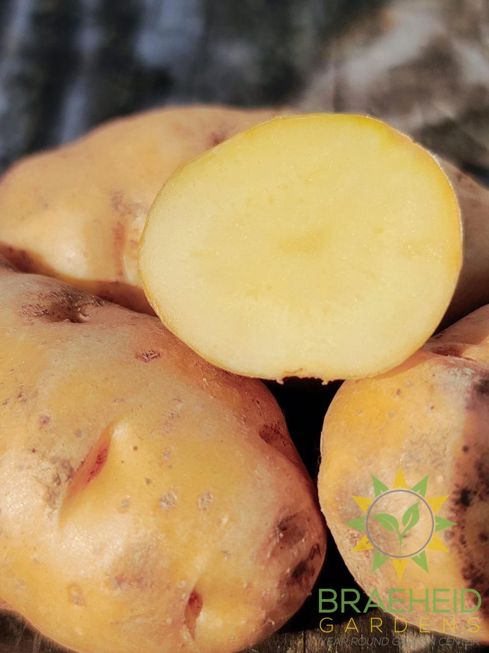 Haida Seed Potatoes
