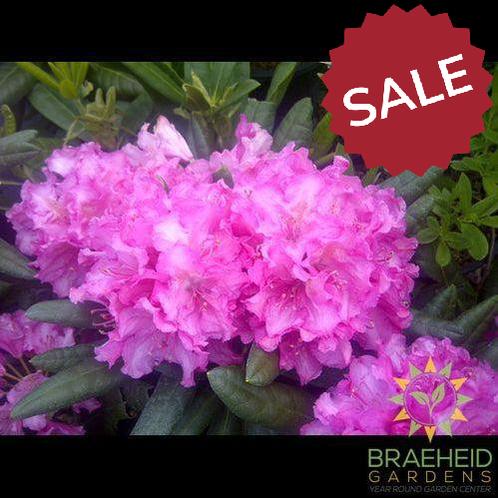 Haaga Rhododendron