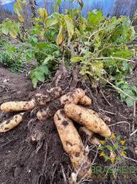 Haida Seed Potatoes